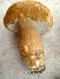 Image result for Boletus variipes