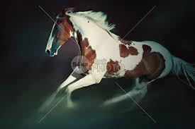 We did not find results for: Paint Horse Running Photography Equestrian 54ka Stockphoto