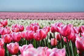 Although You May Find Tulip Farms Scattered Throughout The Entire Country Keukenhof Located In The City Of Lisse Are Among Visit Holland Tulip Fields Tulips