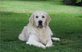 Breed golden retriever breed info. Honor Service Dogs Inc Golden Retriever Puppies For Sale Honor Service Dogs Inc