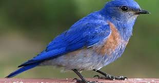 Birds Of Western Washington Identification Lovely To Spot A Showy Western Bluebird On My Morning Hike Today Photo Credit C Barbara Pursell Pfw Spokane Washington Birds Blue Bird Animal Spirit Guides