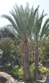 Find hotels near date palm shopping center, the united states online. Date Palm Phoenix Dactylifera