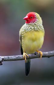 Star Finch Photo Star Finch The Internet Bird Collection Beautiful Birds Finches Bird Pet Birds
