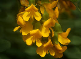 Image result for Calpurnia aurea