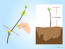 How To Root Forsythia Forsythia Propagating Plants Planting Flowers