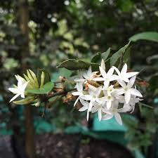 Image result for Carissa bispinosa