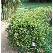 Image result for Shibataea