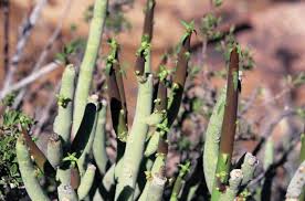 Image result for Euphorbia epicyparissias