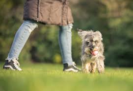 Enrollment for puppy classes typically begins at 8 to 10 weeks of age, and is usually limited to look for a trainer who is firm without being punitive, and who relies mainly on positive reinforcement. Dog Training Classes And Courses Eukanuba