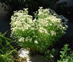 Image result for feverfew