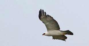 Black And White Hawk Eagle Facts Gaviao Pato Spizaetus Melanoleucus Black And White Hawk Eagle 230 Hawk Eagle Bird Species Eagle