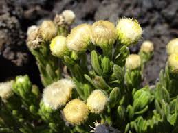 Image result for Eschenbachia stricta