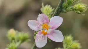 Image result for Hibiscus aponeurus