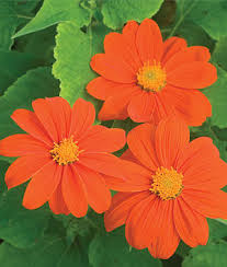 Image result for Tithonia