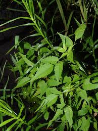 Image result for Porphyrostemma grantii