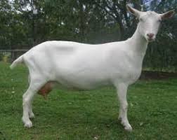 Jenis kambing kurban di indonesia yang pertama ada kambing jawarandu. Jenis Kambing J