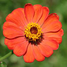 Any emails you provide are only used to enable you to send an email to your friends. How Do Flowers Bloom In The Spring