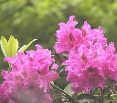 Plant Descriptions Rhododendron Rhododendron Plant Flowers