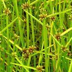 Image result for Schoenoplectiella mucronata