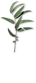 By bella martinez november 10, 2020. Eucalyptus Essential Oils For Skincare Decleor International