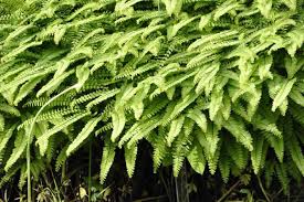 Image result for Adiantum patens