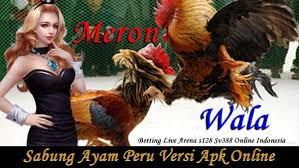 Memasang taruhan pada pertandingan ini sangat seru, dimana pemain bisa memulai mempertaruhkan ayam yang. Sabung Ayam Peru Login Sabung Ayam Peru Online Glorystarbet