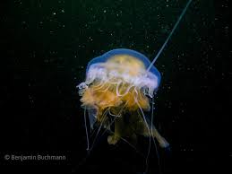Check spelling or type a new query. Bc Aquatic Life Jellyfish Rowand S Reef Scuba Shop