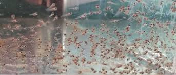Raising koi fish is a rewarding way to add variety and beauty to your space. How To Care For Angelfish Eggs Fry