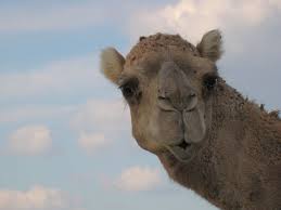 An obvious trait is a hump. Increased Demand For Camel Milk No Hump In The Road