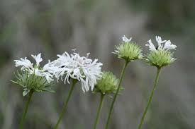 This plant was selected as the 2009 nc wildflower of the year , a program managed by the north carolina botanical garden with some financial support from the garden club of north carolina. Barbara 39 S Buttons Plants And Fungi Of The Hoyde Inaturalist