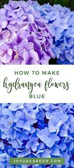 Hydrangea Color Change How To Turn The Flowers Blue Hydrangea Not Blooming Hydrangea Colors Hydrangea Color Change