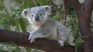 Baby koala with mom a baby koala is called ajoeywhich is the general name we associate to this would have to be by far the cutest koala compilation you will ever see. Baby Boom Of Koalas At Dreamworld Youtube
