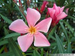 Elho jardinière balcon top selection. Des Arbres Pour Mon Balcon Plein Sud