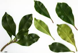 Image result for Ternstroemia polypetala