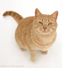 Check spelling or type a new query. Ginger British Shorthair Cat Photo Wp38727