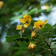 Image result for Senna bicapsularis