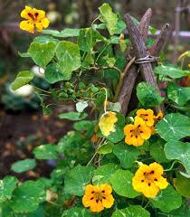 Image result for Nasturtium