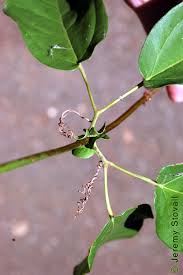 Image result for Bignoniaceae