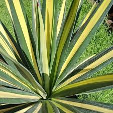 Image result for Agave sisalana