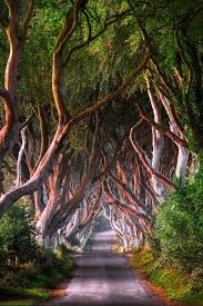 Don T Paint Me Gold Dark Hedges Ireland Landscape Nature Photography