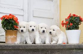 Check spelling or type a new query. Cute Little Puppies With Flowers Background Best Stock Photos Toppng