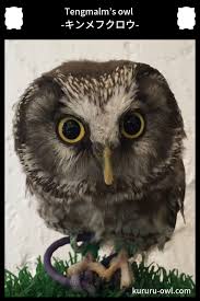 キンメフクロウ tengmalm s owl フクロウ ミミズク フクロウ ミミズク