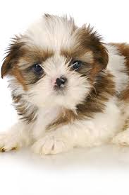 Shih Tzu Puppy On White Background Six Weeks Old Shihtzu Shih Tzu Puppy Shih Tzu Puppies