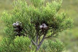 Image result for Widdringtonia nodiflora