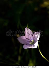 Image result for Wahlenbergia erecta