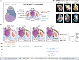 Image result for Melanocyte