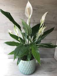 Valley of flowers big leaves artificial plant for decorations. Vamsha Nature Care Air Purifying Peace Lily Plant Spathiphyllum Indoor Flowering Plant For Home In Plastic Pot I Low Maintenance Anti Pollutiuon Plants Price In India Buy Vamsha Nature