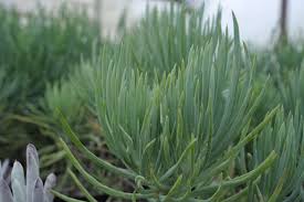 Image result for Senecio