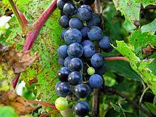 There are wild grapes throughout southern ontario that are quite hardy. Vitis Riparia Wikipedia