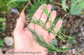 Lavender, an herb with many culinary uses, also makes a stunning addition to borders and perennial gardens, providing sweeping drifts of color from early summer into fall. How To Dry Lavender From Your Garden Get Busy Gardening